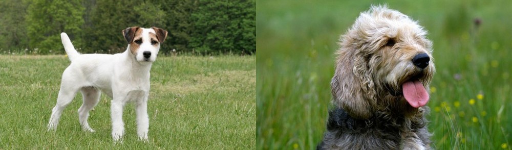 Otterhound vs Jack Russell Terrier - Breed Comparison
