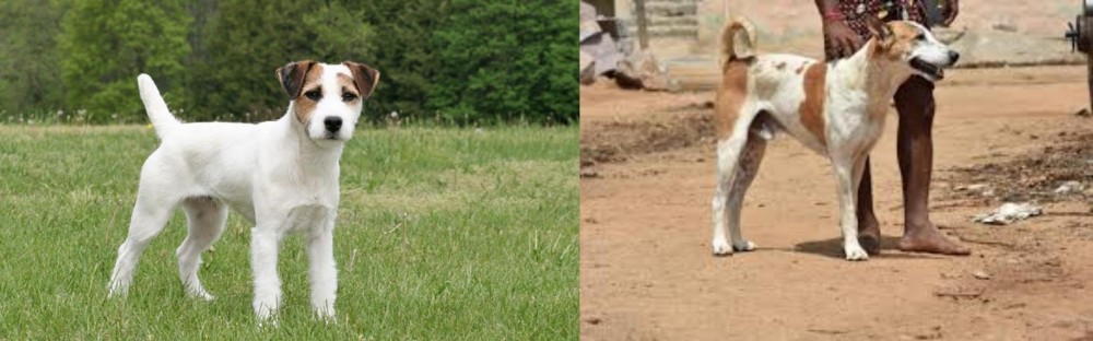 Pandikona vs Jack Russell Terrier - Breed Comparison