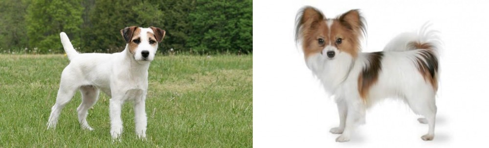 Papillon vs Jack Russell Terrier - Breed Comparison