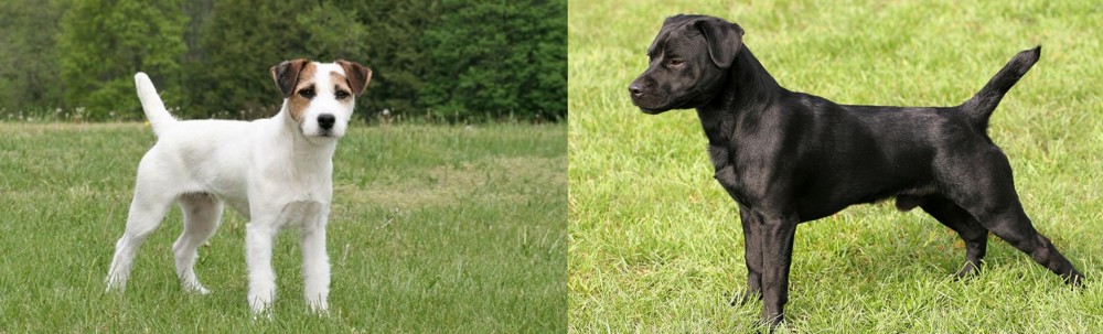 Patterdale Terrier vs Jack Russell Terrier - Breed Comparison