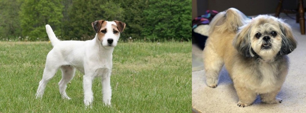 PekePoo vs Jack Russell Terrier - Breed Comparison