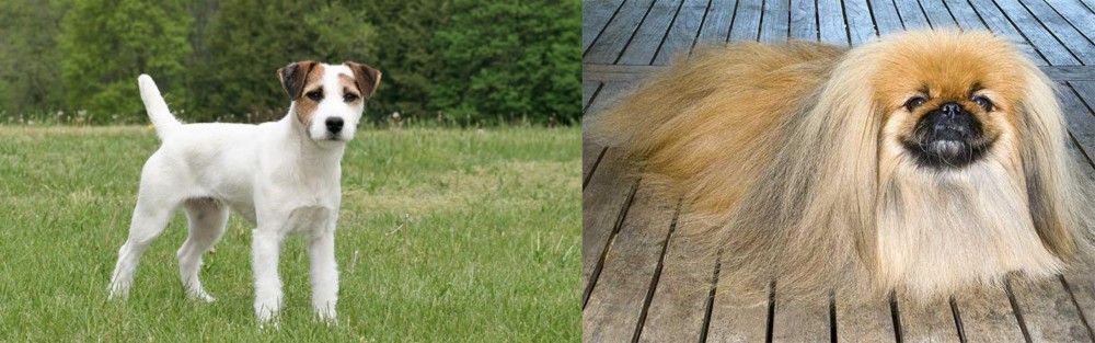 Pekingese vs Jack Russell Terrier - Breed Comparison