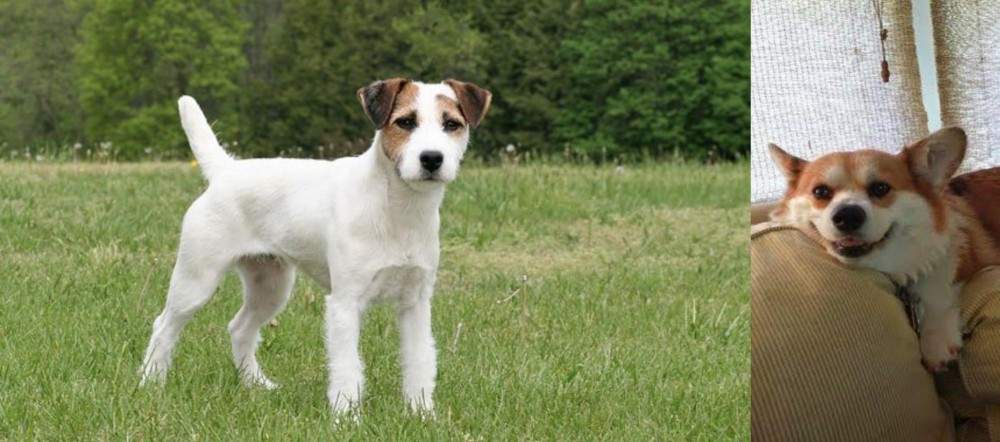 Pembroke Welsh Corgi vs Jack Russell Terrier - Breed Comparison