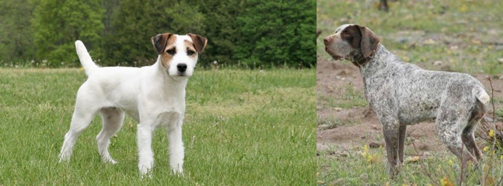 Perdiguero de Burgos vs Jack Russell Terrier - Breed Comparison