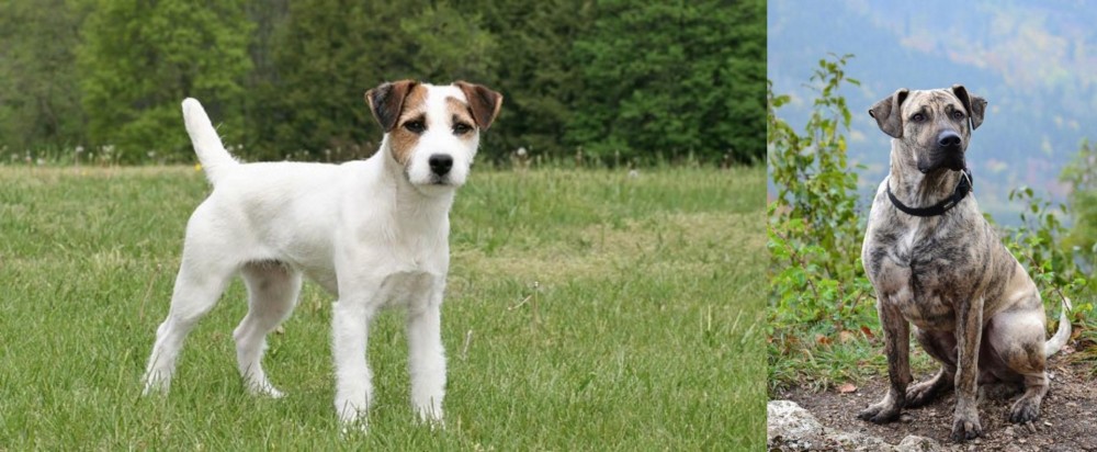 Perro Cimarron vs Jack Russell Terrier - Breed Comparison