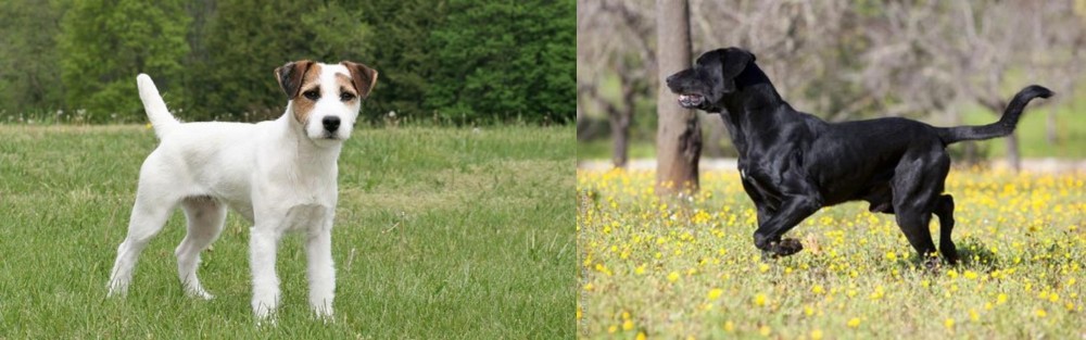 Perro de Pastor Mallorquin vs Jack Russell Terrier - Breed Comparison