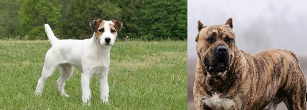 Perro de Presa Canario vs Jack Russell Terrier - Breed Comparison
