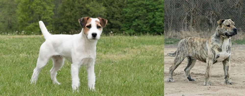 Perro de Presa Mallorquin vs Jack Russell Terrier - Breed Comparison