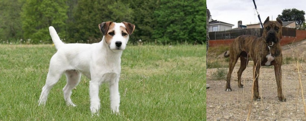 Perro de Toro vs Jack Russell Terrier - Breed Comparison