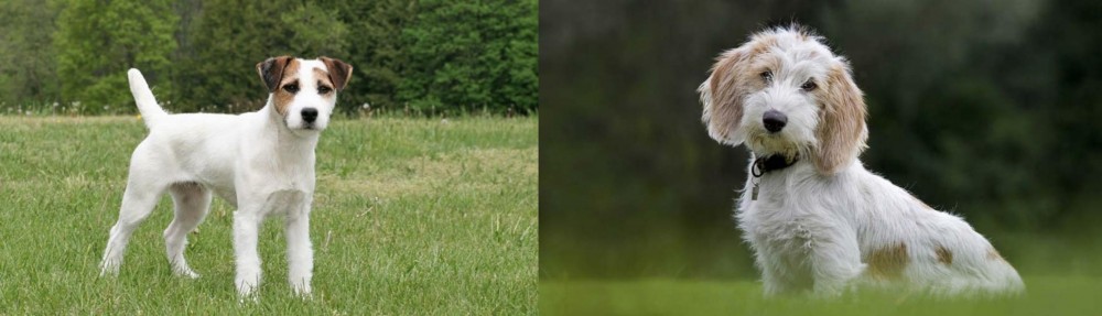 Petit Basset Griffon Vendeen vs Jack Russell Terrier - Breed Comparison