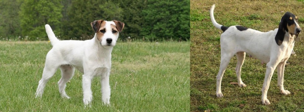 Petit Gascon Saintongeois vs Jack Russell Terrier - Breed Comparison