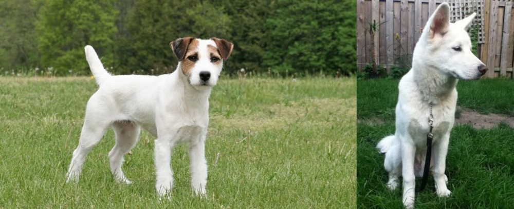 Phung San vs Jack Russell Terrier - Breed Comparison