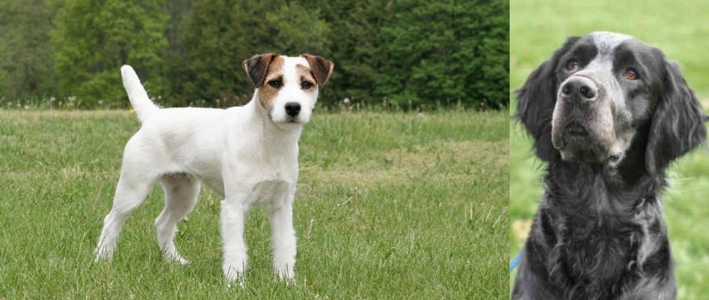 Picardy Spaniel vs Jack Russell Terrier - Breed Comparison