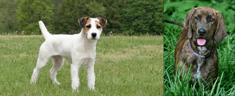 Plott Hound vs Jack Russell Terrier - Breed Comparison