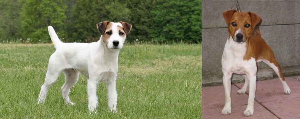 Plummer Terrier vs Jack Russell Terrier - Breed Comparison