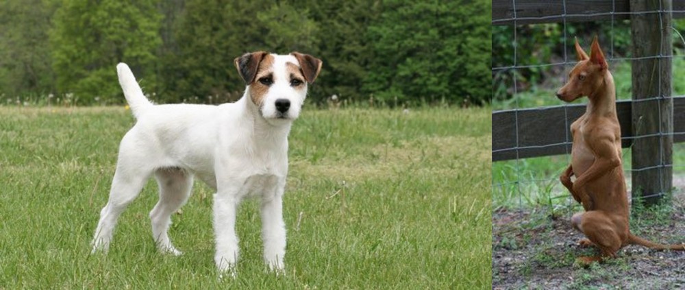 Podenco Andaluz vs Jack Russell Terrier - Breed Comparison