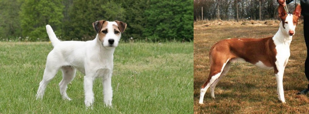 Podenco Canario vs Jack Russell Terrier - Breed Comparison