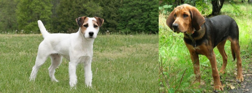 Polish Hound vs Jack Russell Terrier - Breed Comparison