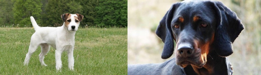 Polish Hunting Dog vs Jack Russell Terrier - Breed Comparison