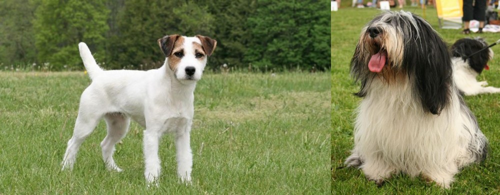 Polish Lowland Sheepdog vs Jack Russell Terrier - Breed Comparison