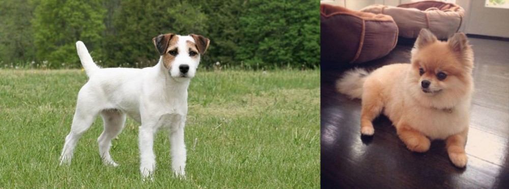 Pomeranian vs Jack Russell Terrier - Breed Comparison