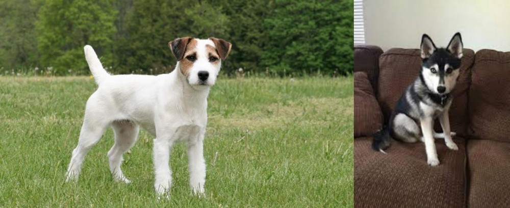 Pomsky vs Jack Russell Terrier - Breed Comparison