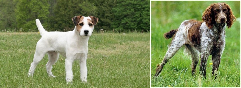 Pont-Audemer Spaniel vs Jack Russell Terrier - Breed Comparison