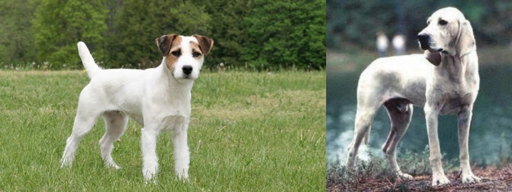 Porcelaine vs Jack Russell Terrier - Breed Comparison