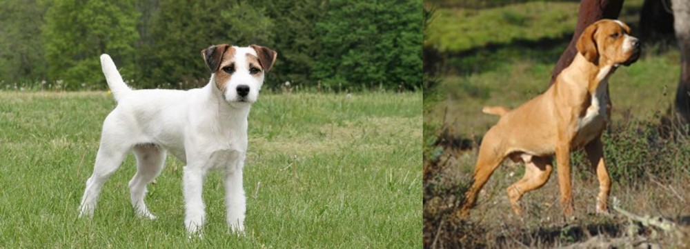 Portuguese Pointer vs Jack Russell Terrier - Breed Comparison