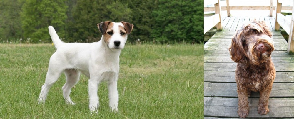 Portuguese Water Dog vs Jack Russell Terrier - Breed Comparison