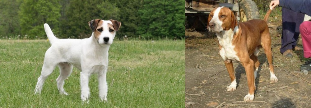 Posavac Hound vs Jack Russell Terrier - Breed Comparison