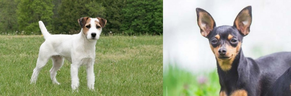 Prazsky Krysarik vs Jack Russell Terrier - Breed Comparison