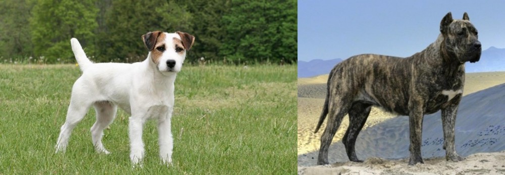 Presa Canario vs Jack Russell Terrier - Breed Comparison
