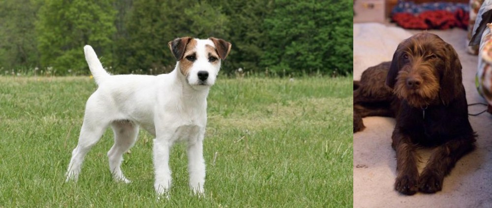 Pudelpointer vs Jack Russell Terrier - Breed Comparison