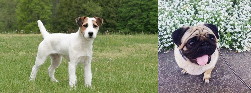 Pug vs Jack Russell Terrier - Breed Comparison