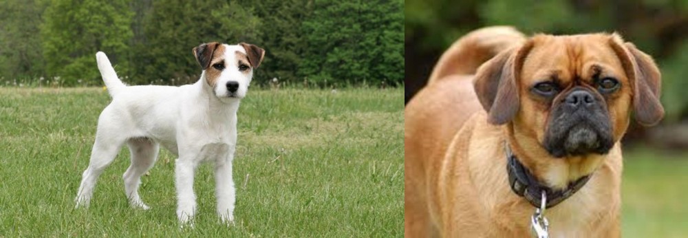 Pugalier vs Jack Russell Terrier - Breed Comparison