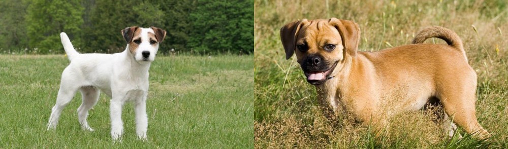 Puggle vs Jack Russell Terrier - Breed Comparison
