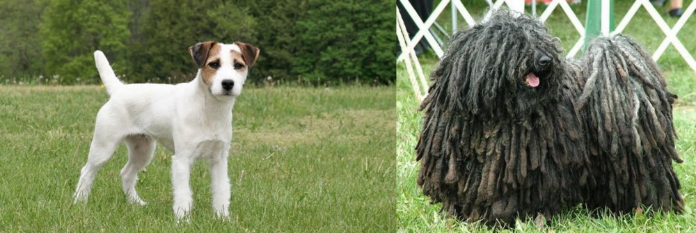 Puli vs Jack Russell Terrier - Breed Comparison