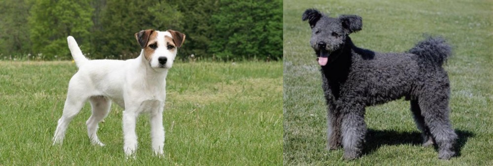 Pumi vs Jack Russell Terrier - Breed Comparison