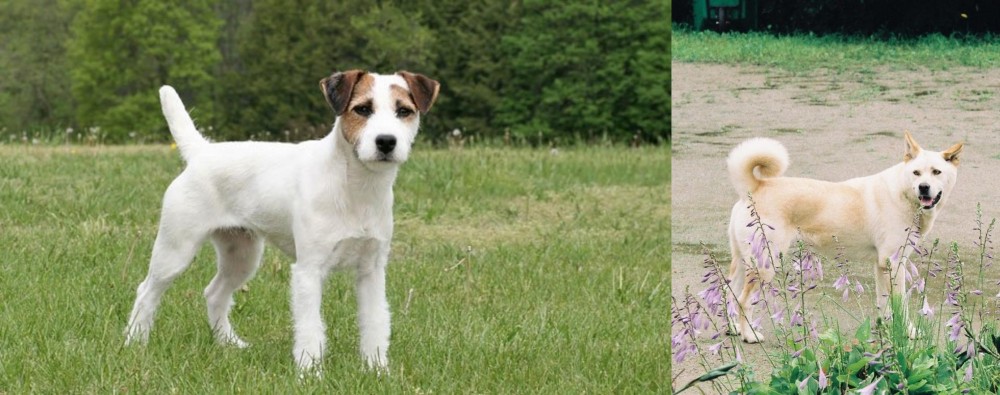 Pungsan Dog vs Jack Russell Terrier - Breed Comparison