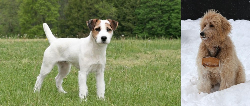 Pyredoodle vs Jack Russell Terrier - Breed Comparison