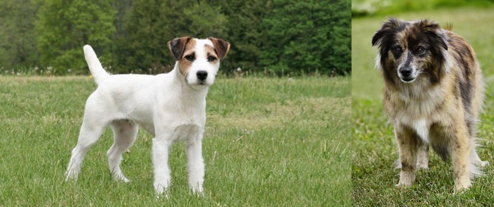 Pyrenean Shepherd vs Jack Russell Terrier - Breed Comparison