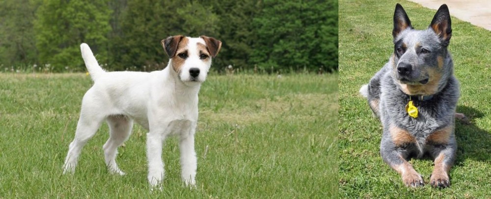 Queensland Heeler vs Jack Russell Terrier - Breed Comparison