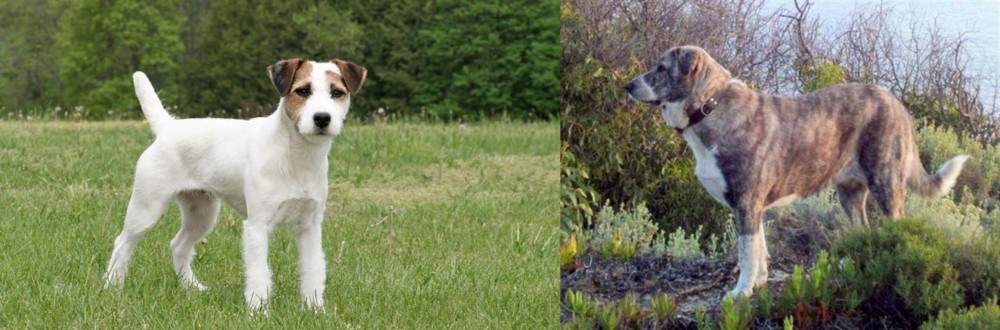 Rafeiro do Alentejo vs Jack Russell Terrier - Breed Comparison