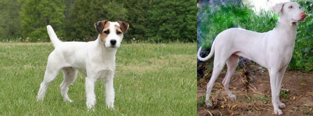 Rajapalayam vs Jack Russell Terrier - Breed Comparison