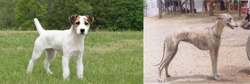 Rampur Greyhound vs Jack Russell Terrier - Breed Comparison