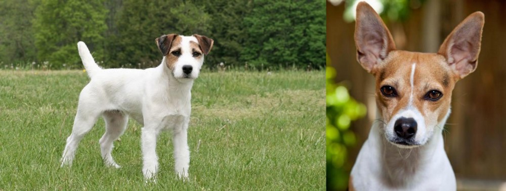 Rat Terrier vs Jack Russell Terrier - Breed Comparison