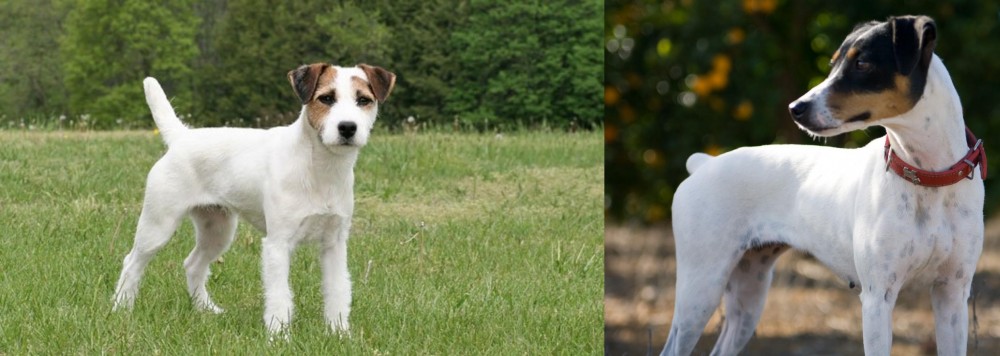 Ratonero Bodeguero Andaluz vs Jack Russell Terrier - Breed Comparison