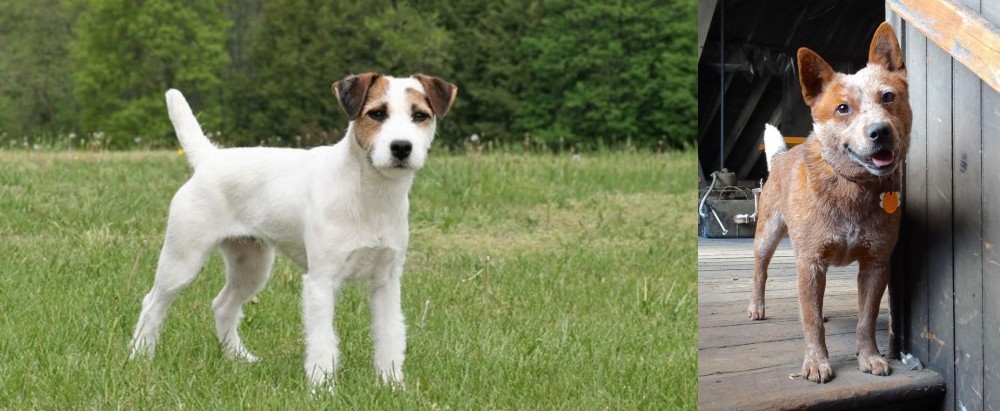 Red Heeler vs Jack Russell Terrier - Breed Comparison