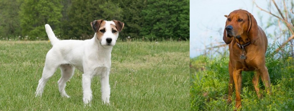 Redbone Coonhound vs Jack Russell Terrier - Breed Comparison